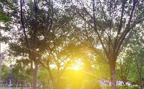 治愈系早安問候語語錄59條