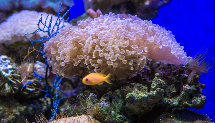 觀賞魚批發_觀賞觀賞魚_觀賞魚白毛病最好治療方法