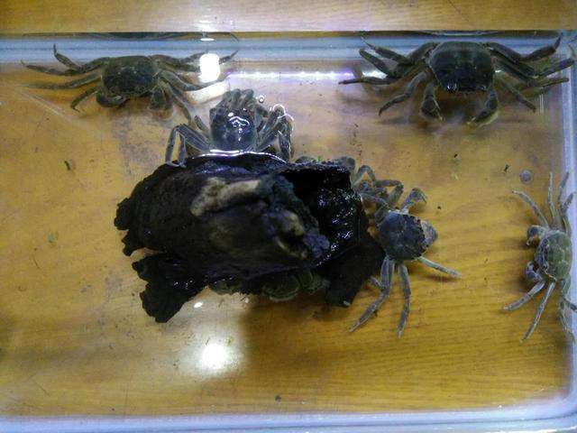 迷你辣椒蟹怎么養(新手必看想要養活迷你辣椒蟹必須掌握的7個小技巧)