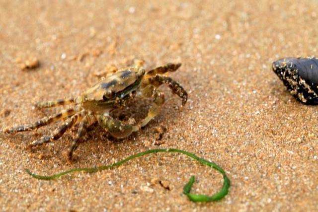 觀賞汽水魚有哪些_汽水觀賞魚有哪些_觀賞汽水魚有哪些品種