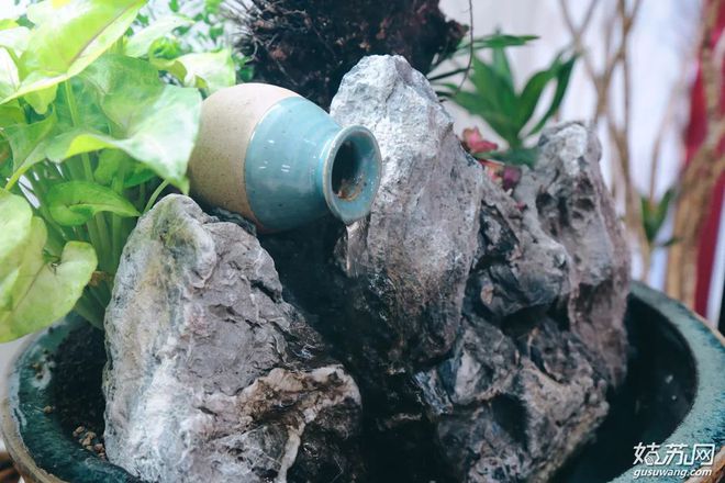 蘇州魚市批發(fā)市場_蘇州賣觀賞魚的地方_蘇州最大的觀賞魚市場