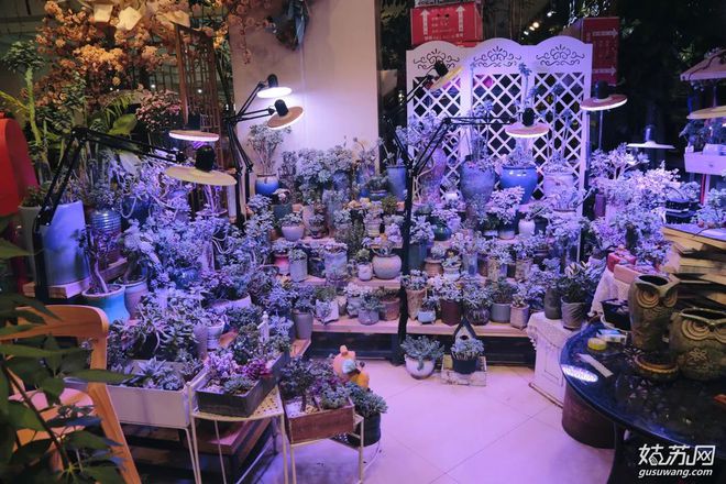 蘇州魚市批發(fā)市場_蘇州最大的觀賞魚市場_蘇州賣觀賞魚的地方