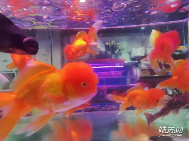 蘇州賣觀賞魚的地方_蘇州最大的觀賞魚市場_蘇州魚市批發(fā)市場