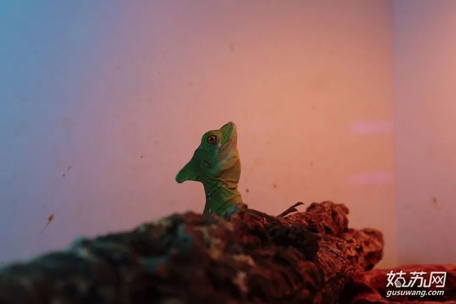 蘇州賣觀賞魚的地方_蘇州最大的觀賞魚市場_蘇州魚市批發(fā)市場