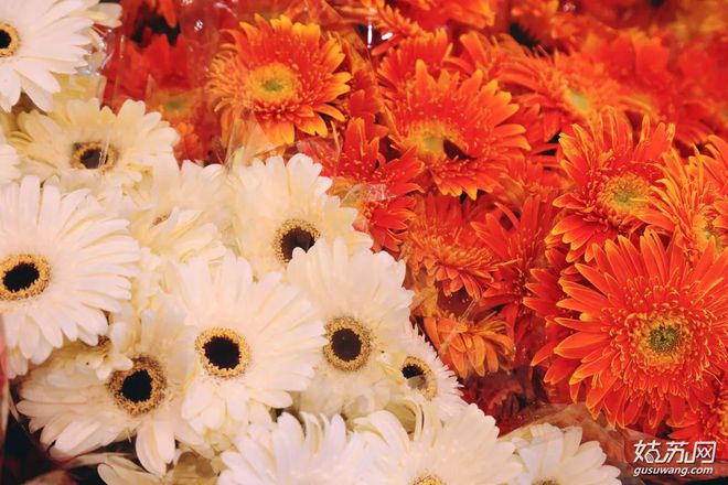 蘇州最大的觀賞魚市場_蘇州魚市批發(fā)市場_蘇州賣觀賞魚的地方