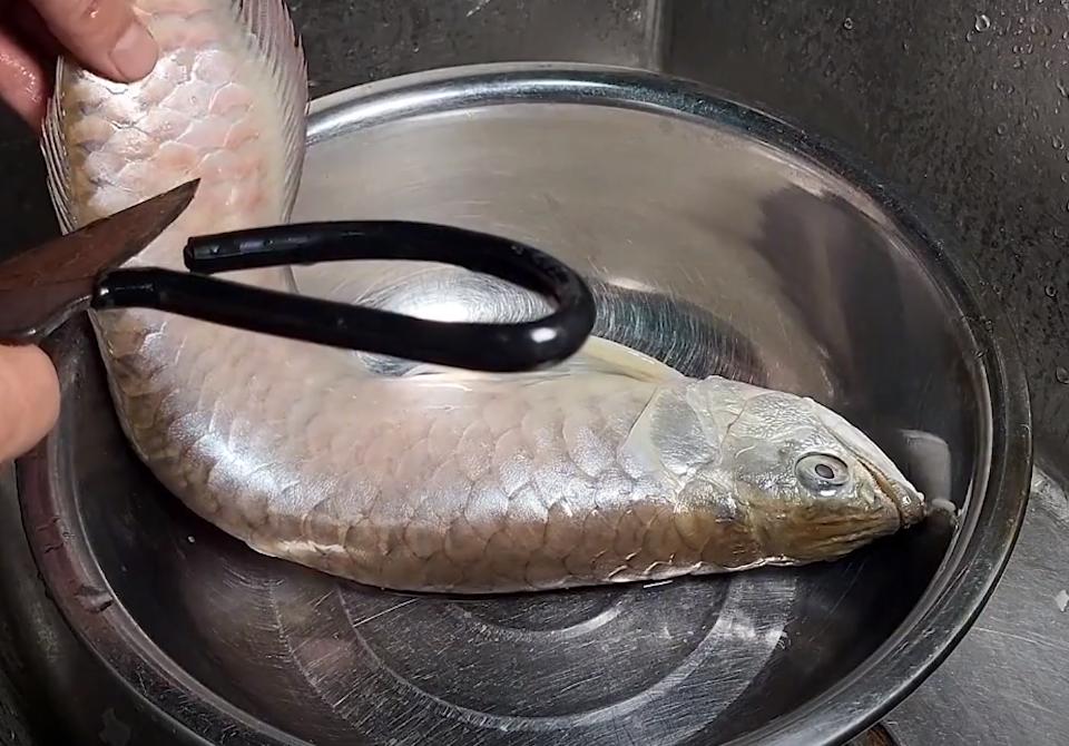 觀賞魚龍魚價格_觀賞魚的龍魚價格是多少_魚觀賞龍價格是多少