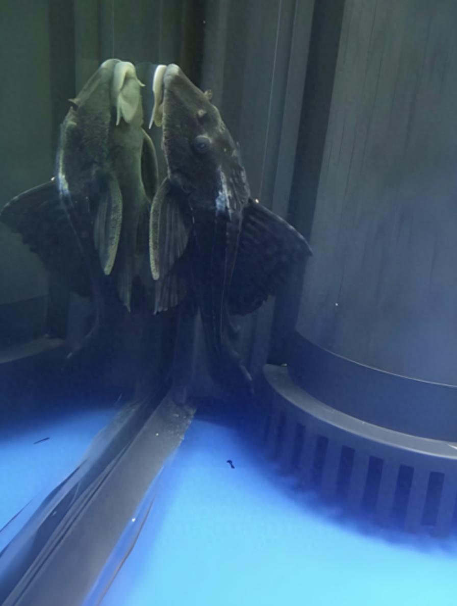 養(yǎng)孔雀魚，是否需要養(yǎng)清道夫？共舞還是相殺？