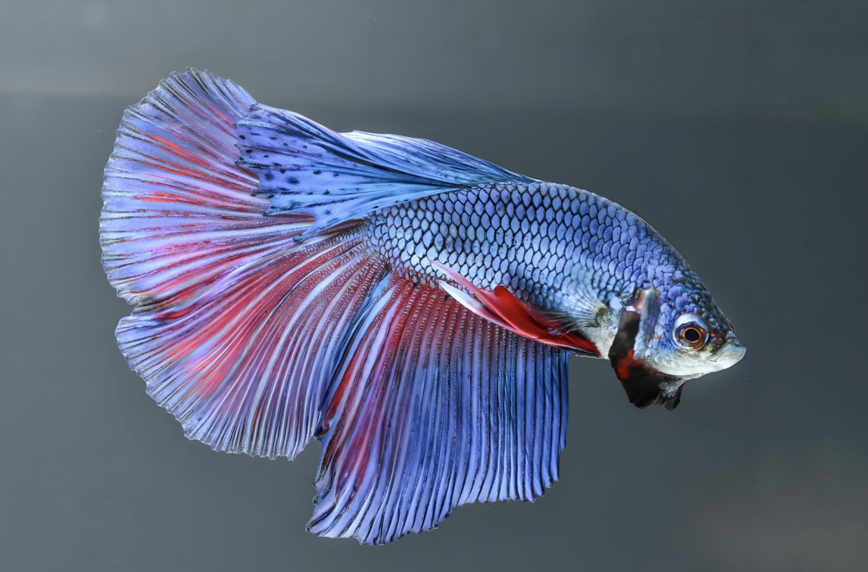 孔雀熱帶魚怎么繁殖_熱帶觀賞魚孔雀魚_觀賞魚孔雀魚熱帶