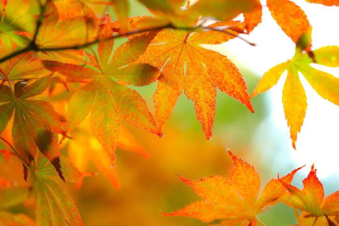 廬山秋天有什么美景_廬山旅游最佳季節(jié)_廬山秋季旅游攻略