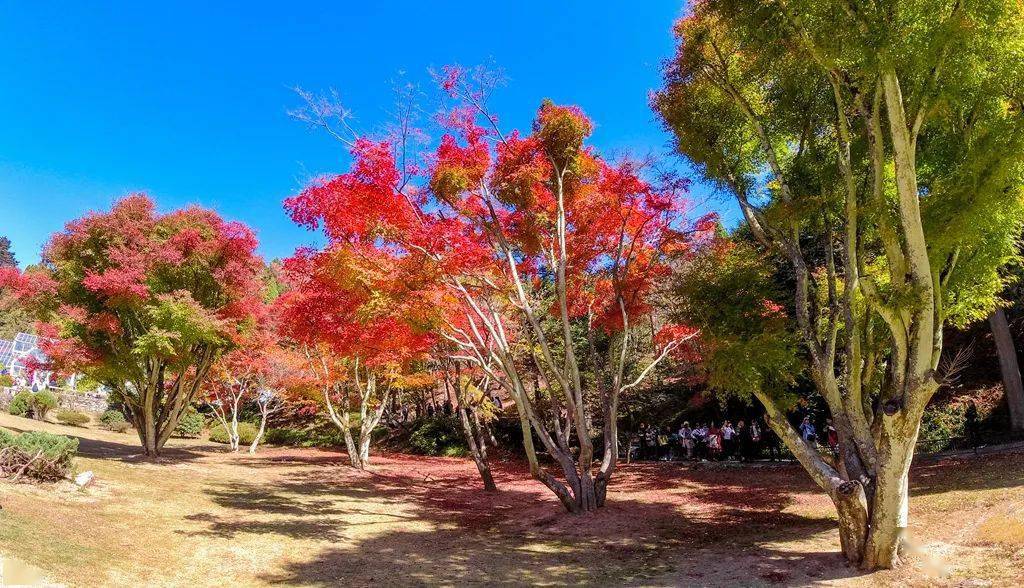 廬山旅游最佳季節(jié)_廬山秋季旅游攻略_廬山秋天有什么美景