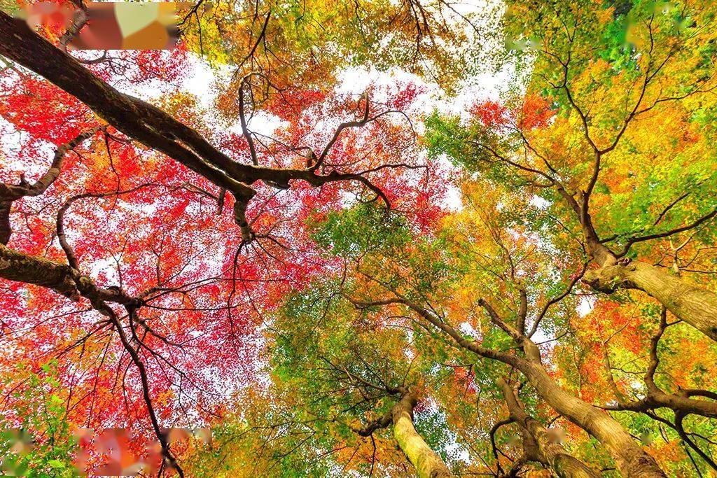 廬山旅游最佳季節(jié)_廬山秋天有什么美景_廬山秋季旅游攻略