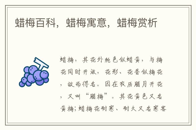 蠟梅百科,蠟梅寓意,蠟梅賞析