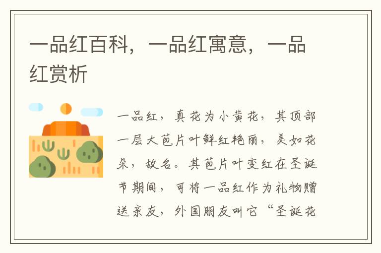一品紅百科，一品紅寓意，一品紅賞析