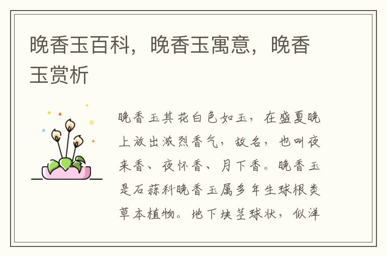 晚香玉百科,晚香玉寓意,晚香玉賞析