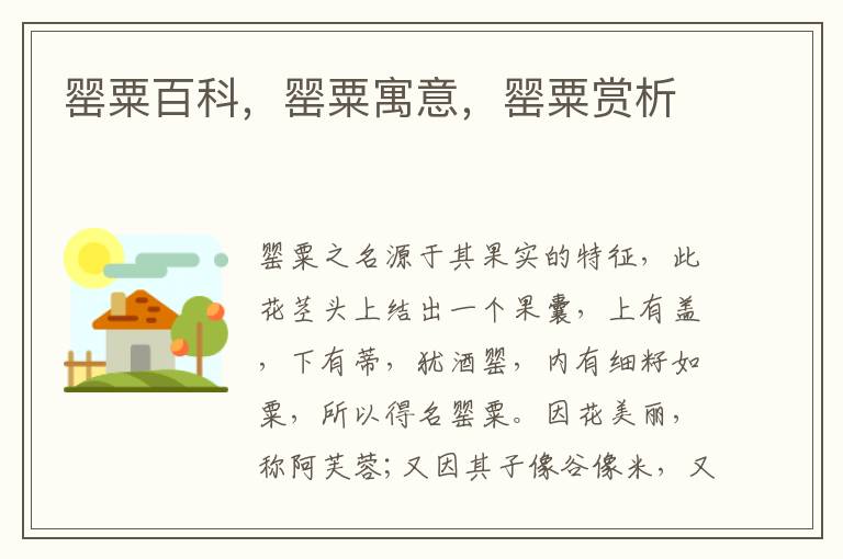 罌粟百科，罌粟寓意，罌粟賞析